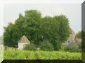 les vignes de la villa louise